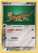 David cat