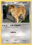 chow-chow mix