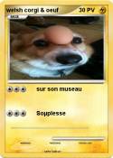 welsh corgi &