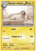 Labrador retrie