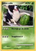 mélon collie
