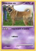 chow-chow mix