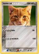 house cat