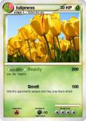 tulipness