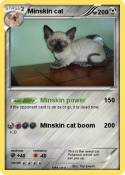 Minskin cat