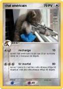 chat américain