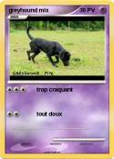 greyhound mix