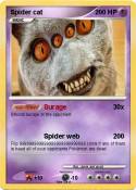 Spider cat