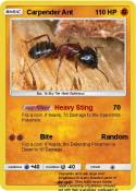Carpender Ant
