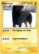 beauceron