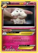 hamster