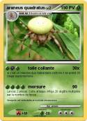 araneus quadrat