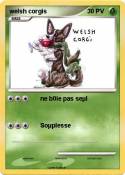 welsh corgis
