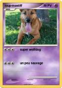 loup-mastiff