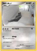 bad cat