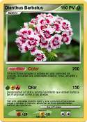 Dianthus Barbat