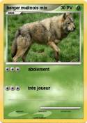 berger malinois