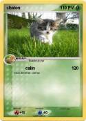 chaton