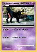 cane corso poul