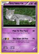 Grey Tabby Cat