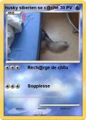husky siberien