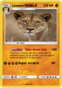 Lioness FEMALE