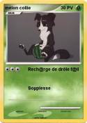 mélon collie