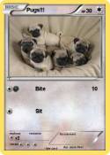Pugs!!!