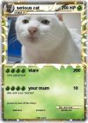 serious cat