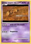 pointer anglais