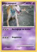 galgo espagnol