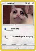 gato (cat)