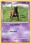 dogo canario