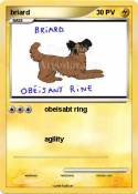 briard