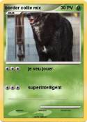 border collie