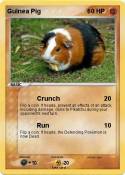Guinea Pig