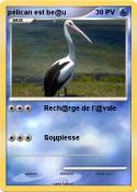 pélican est&nbsp;(...)