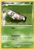 bearded collie