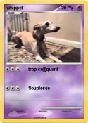 whippet