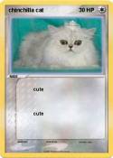chinchilla cat