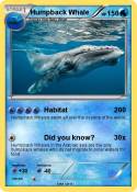 Humpback Whale