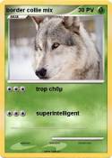 border collie