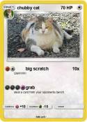 chubby cat