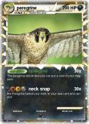 peregrine