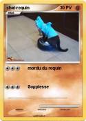 chat-requin