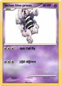 bichon frise