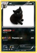cat
