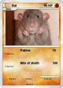 Rat