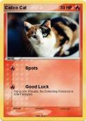 Calico Cat