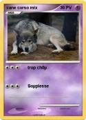 cane corso mix